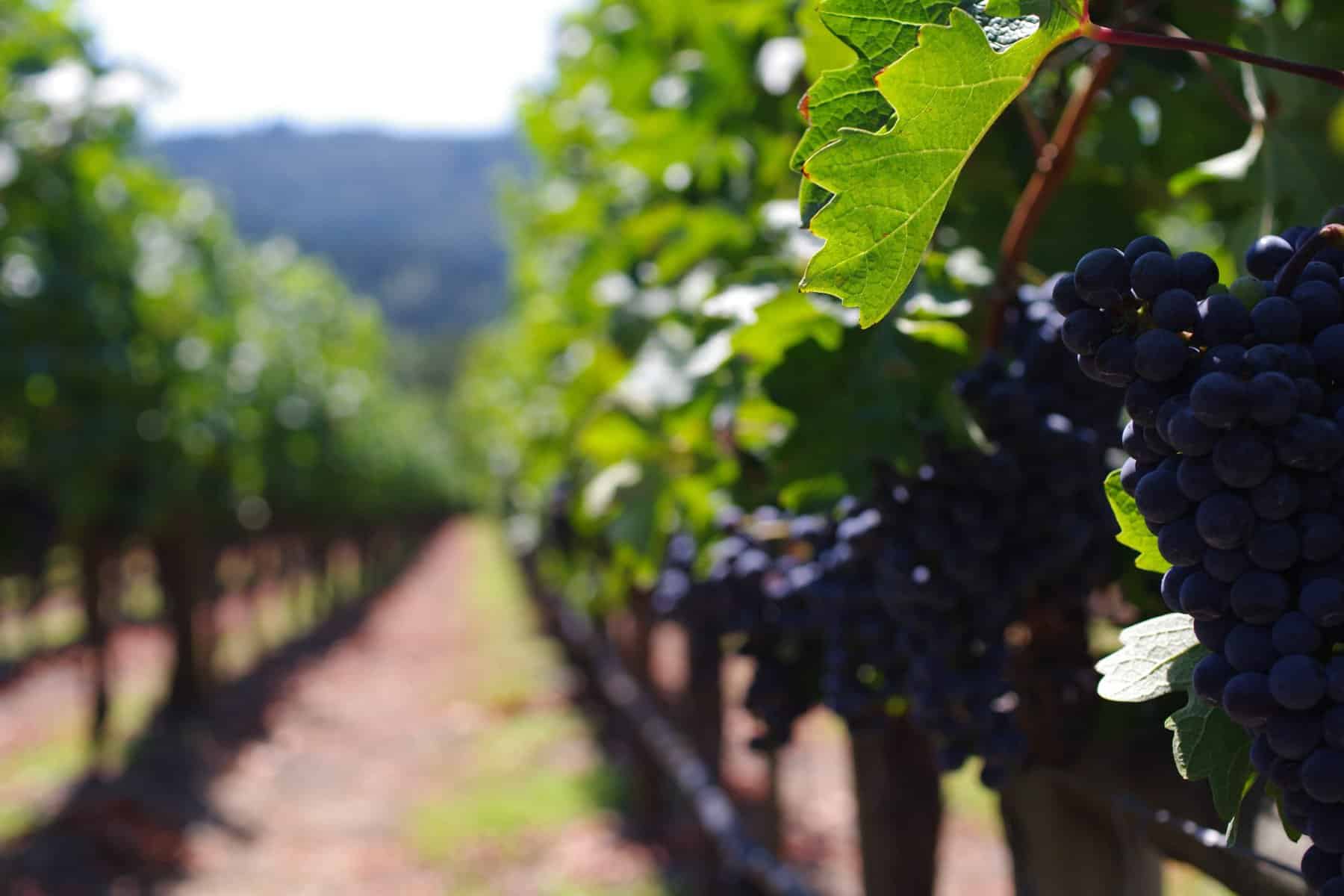 Grapes growing in a vineyard.
