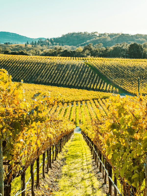 Golden lines of wine crops in Napa Valley.