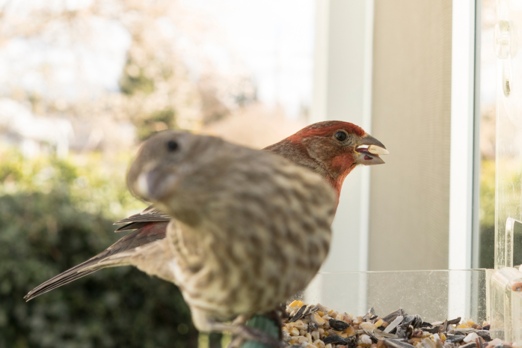 A pair of birds eating from a window-mounted home feeder. 